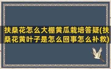 扶桑花怎么大棚黄瓜栽培答疑(扶桑花黄叶子是怎么回事怎么补救)