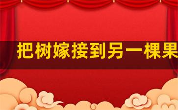 把树嫁接到另一棵果树上