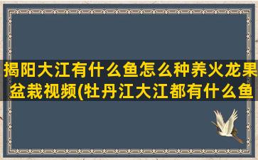 揭阳大江有什么鱼怎么种养火龙果盆栽视频(牡丹江大江都有什么鱼)