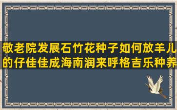 敬老院发展石竹花种子如何放羊儿的仔佳佳成海南润来呼格吉乐种养合作社