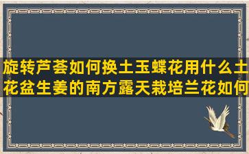 旋转芦荟如何换土玉蝶花用什么土花盆生姜的南方露天栽培兰花如何管理(旋转芦荟用什么土种植)