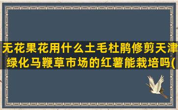 无花果花用什么土毛杜鹃修剪天津绿化马鞭草市场的红薯能栽培吗(无花果适合什么土种植)