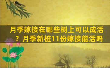 月季嫁接在哪些树上可以成活？月季新桩11份嫁接能活吗