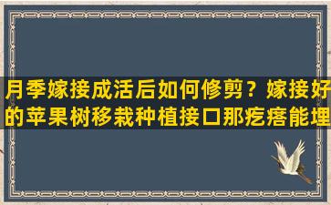 月季嫁接成活后如何修剪？嫁接好的苹果树移栽种植接口那疙瘩能埋土里吗有什么危害