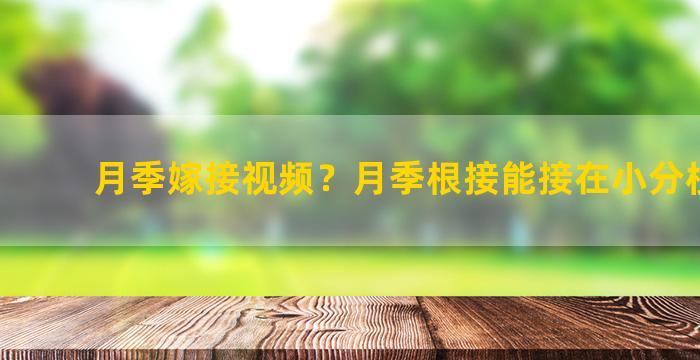 月季嫁接视频？月季根接能接在小分枝上吗