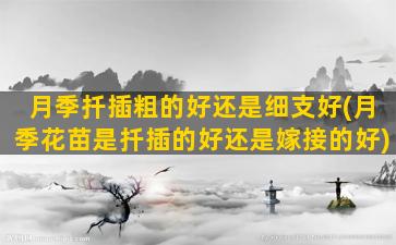 月季扦插粗的好还是细支好(月季花苗是扦插的好还是嫁接的好)