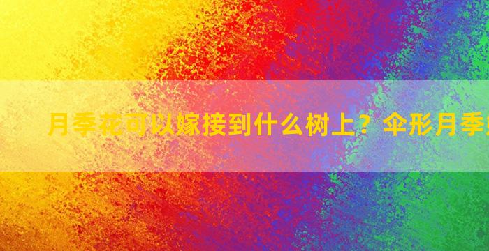 月季花可以嫁接到什么树上？伞形月季嫁接方法