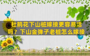 杜鹃花下山桩嫁接更容易活吗？下山金弹子老桩怎么嫁接