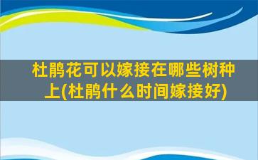 杜鹃花可以嫁接在哪些树种上(杜鹃什么时间嫁接好)