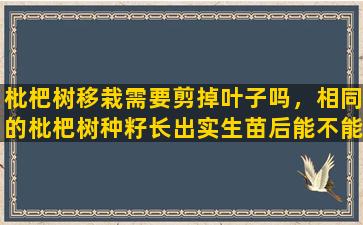 枇杷树移栽需要剪掉叶子吗，相同的枇杷树种籽长出实生苗后能不能相互嫁接