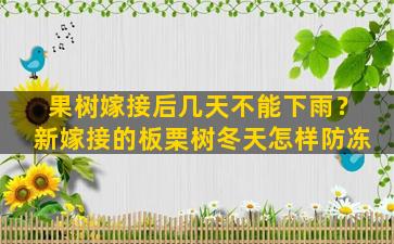 果树嫁接后几天不能下雨？新嫁接的板栗树冬天怎样防冻