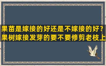 果苗是嫁接的好还是不嫁接的好？果树嫁接发芽的要不要修剪老枝上的嫩芽