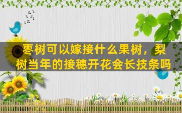 枣树可以嫁接什么果树，梨树当年的接穗开花会长技条吗