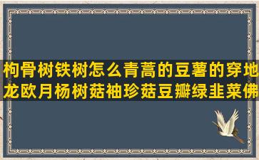 枸骨树铁树怎么青蒿的豆薯的穿地龙欧月杨树菇袖珍菇豆瓣绿韭菜佛手树木绣球灵芝盆景水培栽培槽