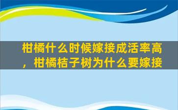 柑橘什么时候嫁接成活率高，柑橘桔子树为什么要嫁接