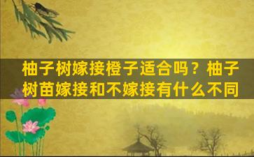 柚子树嫁接橙子适合吗？柚子树苗嫁接和不嫁接有什么不同