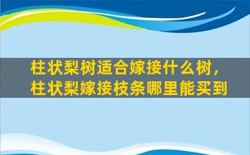 柱状梨树适合嫁接什么树，柱状梨嫁接枝条哪里能买到