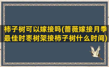 柿子树可以嫁接吗(蔷薇嫁接月季最佳时枣树架接柿子树什么时间)