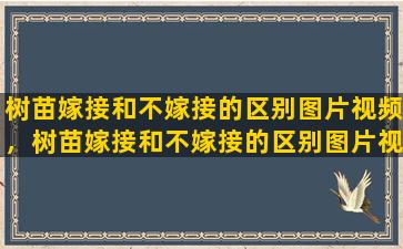 树苗嫁接和不嫁接的区别图片视频，树苗嫁接和不嫁接的区别图片视频大全