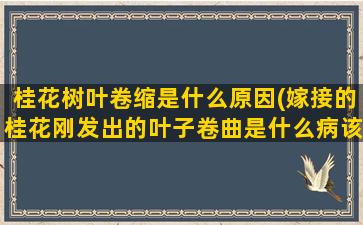 桂花树叶卷缩是什么原因(嫁接的桂花刚发出的叶子卷曲是什么病该怎么办)