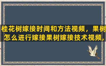 桂花树嫁接时间和方法视频，果树怎么进行嫁接果树嫁接技术视频,嫁接方法图解