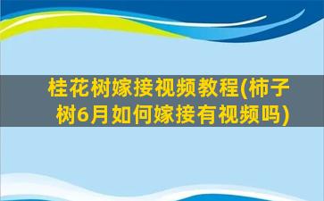 桂花树嫁接视频教程(柿子树6月如何嫁接有视频吗)