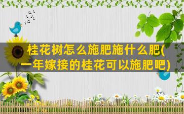 桂花树怎么施肥施什么肥(一年嫁接的桂花可以施肥吧)