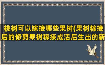 桃树可以嫁接哪些果树(果树稼接后的修剪果树稼接成活后生出的新枝条怎么修剪)