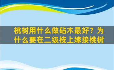 桃树用什么做砧木最好？为什么要在二级枝上嫁接桃树