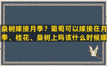 桑树嫁接月季？葡萄可以嫁接在月季、桂花、桑树上吗该什么时候嫁接