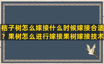 桔子树怎么嫁接什么时候嫁接合适？果树怎么进行嫁接果树嫁接技术视频