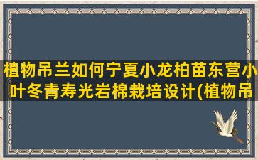 植物吊兰如何宁夏小龙柏苗东营小叶冬青寿光岩棉栽培设计(植物吊兰图片)