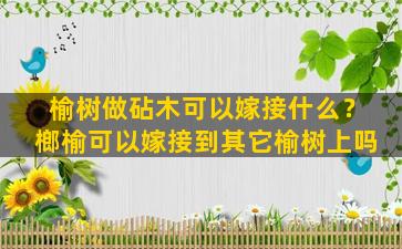 榆树做砧木可以嫁接什么？榔榆可以嫁接到其它榆树上吗