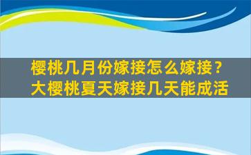 樱桃几月份嫁接怎么嫁接？大樱桃夏天嫁接几天能成活