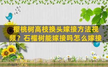 樱桃树高枝换头嫁接方法视频？石榴树能嫁接吗怎么嫁接