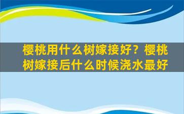 樱桃用什么树嫁接好？樱桃树嫁接后什么时候浇水最好