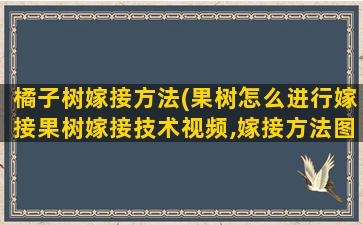 橘子树嫁接方法(果树怎么进行嫁接果树嫁接技术视频,嫁接方法图解)