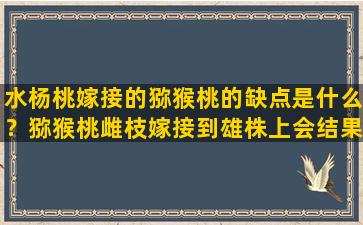 水杨桃嫁接的猕猴桃的缺点是什么？猕猴桃雌枝嫁接到雄株上会结果吗