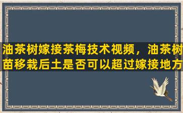 油茶树嫁接茶梅技术视频，油茶树苗移栽后土是否可以超过嫁接地方