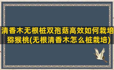 清香木无根桩双孢菇高效如何栽培猕猴桃(无根清香木怎么桩栽培)