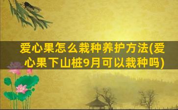 爱心果怎么栽种养护方法(爱心果下山桩9月可以栽种吗)