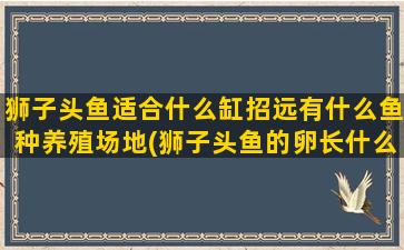 狮子头鱼适合什么缸招远有什么鱼种养殖场地(狮子头鱼的卵长什么样)