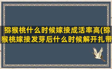 猕猴桃什么时候嫁接成活率高(猕猴桃嫁接发芽后什么时候解开扎带)