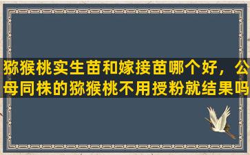 猕猴桃实生苗和嫁接苗哪个好，公母同株的猕猴桃不用授粉就结果吗