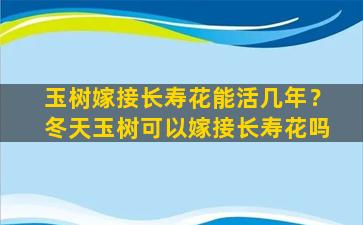 玉树嫁接长寿花能活几年？冬天玉树可以嫁接长寿花吗