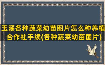 玉溪各种蔬菜幼苗图片怎么种养植合作社手续(各种蔬菜幼苗图片)