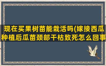 现在买果树苗能栽活吗(嫁接西瓜种植后瓜苗颈部干枯致死怎么回事)