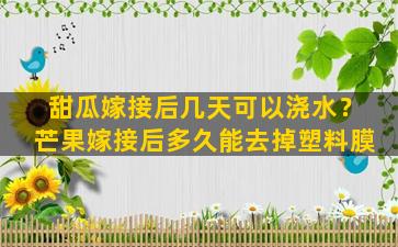 甜瓜嫁接后几天可以浇水？芒果嫁接后多久能去掉塑料膜