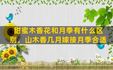 甜蜜木香花和月季有什么区别，山木香几月嫁接月季合适