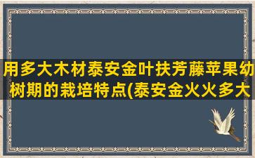 用多大木材泰安金叶扶芳藤苹果幼树期的栽培特点(泰安金火火多大)